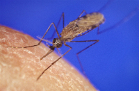 The Anopheles mosquito