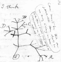 Darwin's first sketch of an evolutionary tree, from 1837