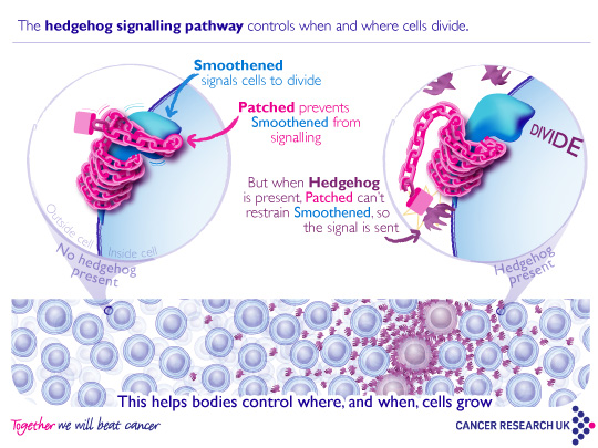 Figure 1: The hedgehog signalling pathway