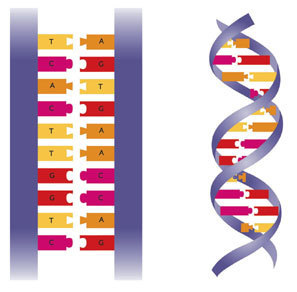 The structure of DNA