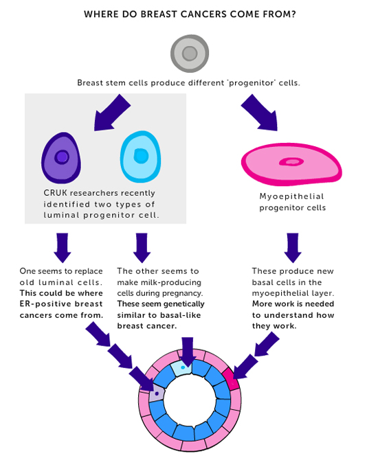 Types of cell 