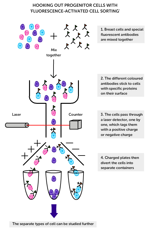 Fluorescence-activated cell sorting’
