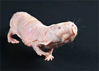 Naked mole rat (image courtesy of Smithsonian's National Zoo)