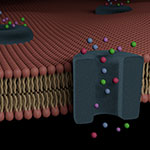 A computer-generated image of ion channels on the surface of a cell.