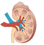 A kidney