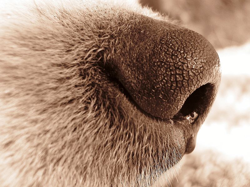 A dog's nose A dog's nose