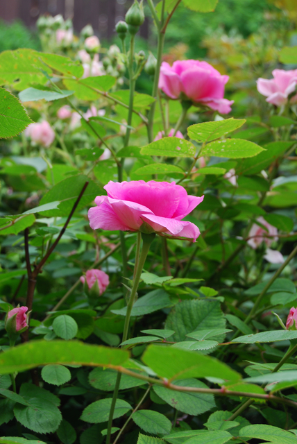 Flowers in a garden