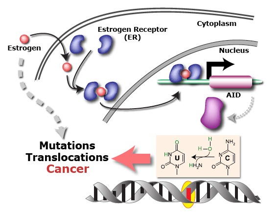 How oestrogen activates AID and causes DNA mutations (click to enlarge)