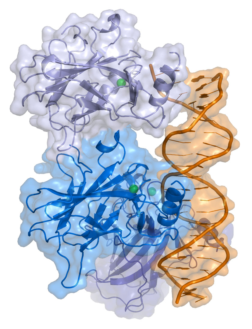 The p53 protein p53 protects our genome from damage