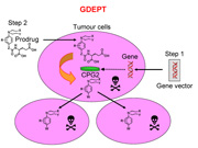 A diagram to explain gene-directed enzyme/prodrug therapy (GDEPT; click to enlarge)