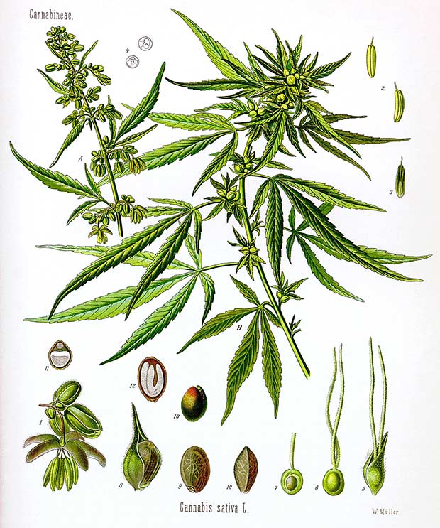Cannabis sativa drawing