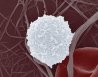 A white blood cell
