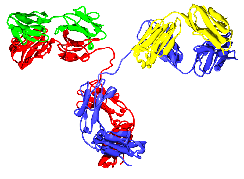 An antibody An antibody
