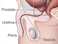 The prostate gland