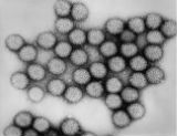 An image of some reoviruses
