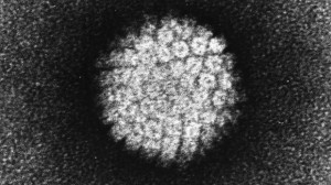 The human papillomavirus