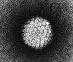 The human papillomavirus