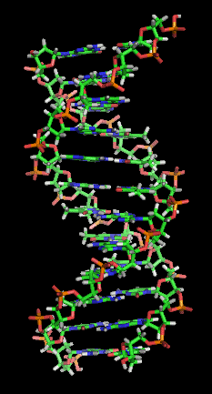 A DNA double helix