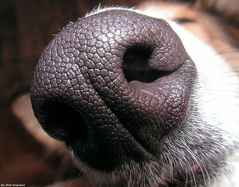 A dog's nose