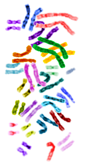Human chromosomes [image from Wikimedia Commons]