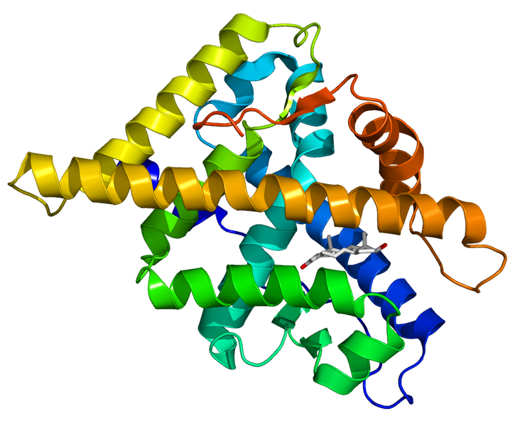Androgen Receptor Androgen receptor