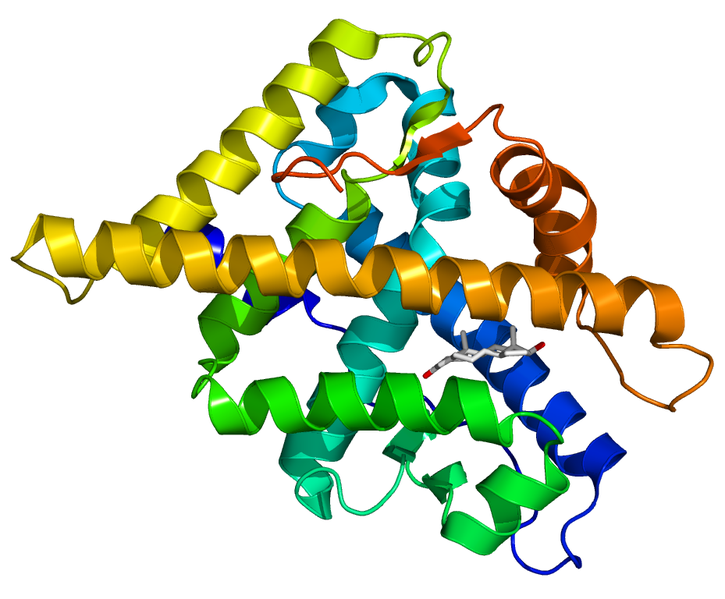 Androgen receptor