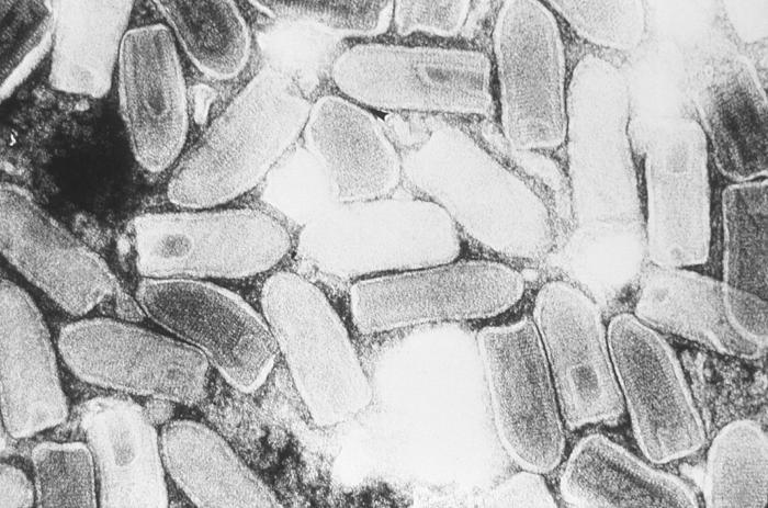 Vesicular stomatitis virus Vesicular stomatitis virus