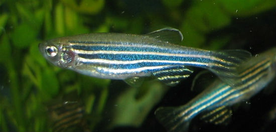 An adult zebrafish