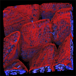 The microscopic world of mouse small intestine 