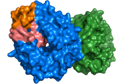 The four-part structure of EML1 - coloured blue, green, orange and pink, these four parts come together to make the protein.