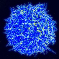 Healthy T-cell