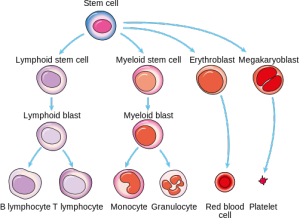 Producing new blood cells – why reading the recipe matters - Cancer ...