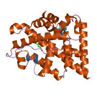 A graphic representing the androgen receptor molecule