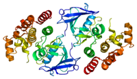 Structure of the BRAF protein