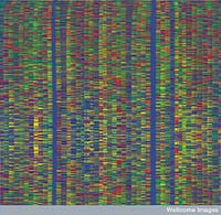 This is what a stretch of DNA code can look like on a computer - it's complicated