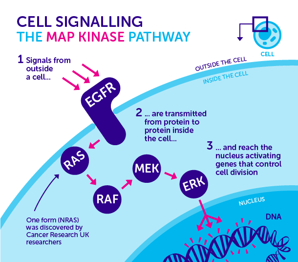 The MAK kinase cell signalling pathway