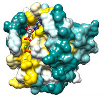 HRAS protein structure