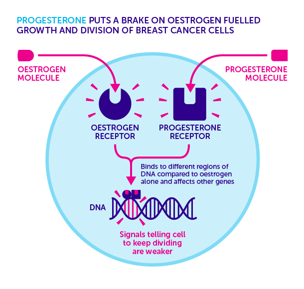 150707-Progesterone-Breast-Cancer
