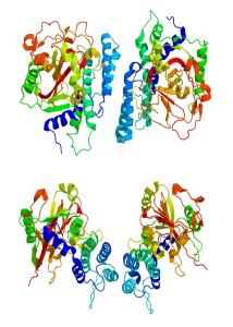  Protein structure of PARP-1 