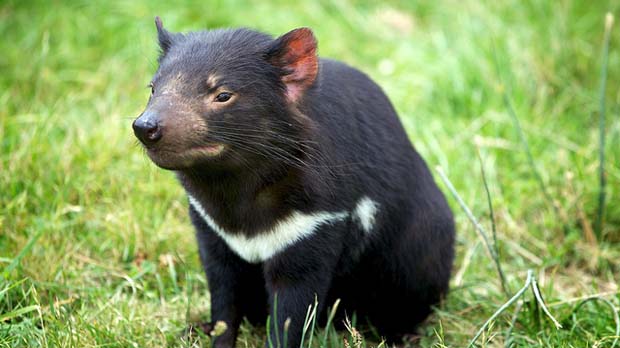 Tasmanian devil sits on grass