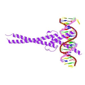 MYC bound to DNA
