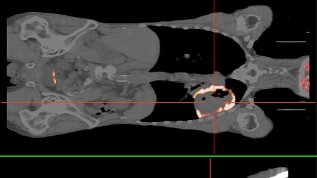 what does a ct scan show for dogs