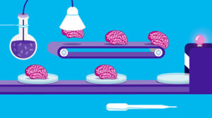 Illustration of 'mini brains' being grown in the lab