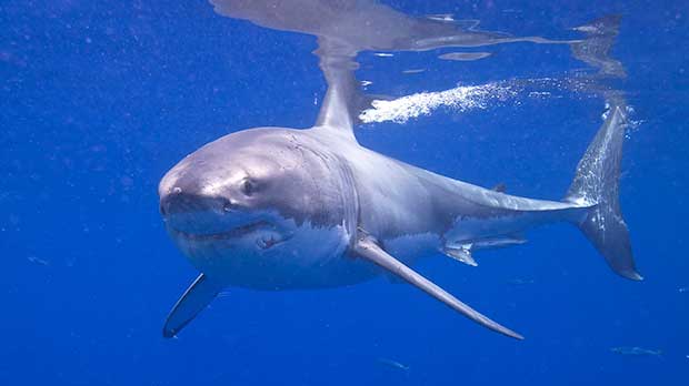 An image of a great white shark