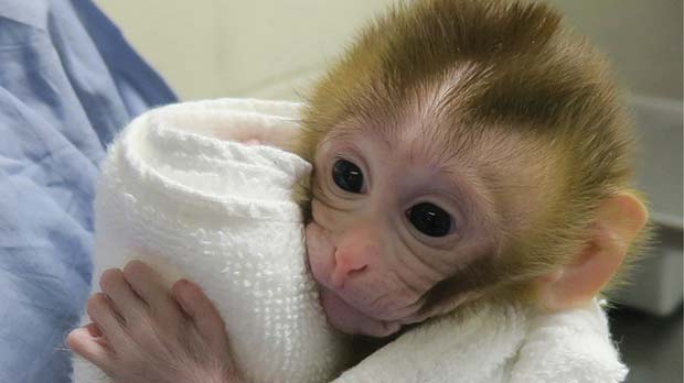 Image of baby monkey, Grady, at 2 weeks old.