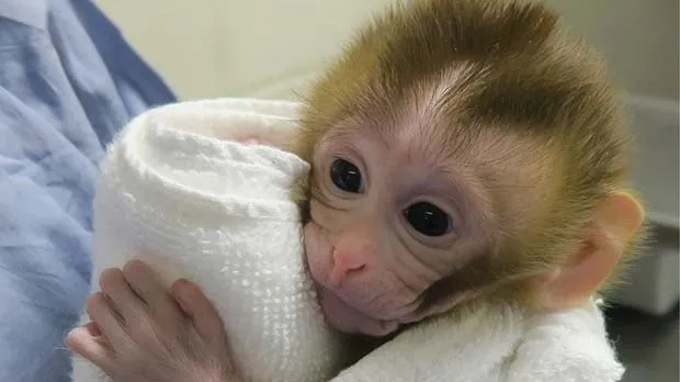 Image of baby monkey, Grady, at 2 weeks old.