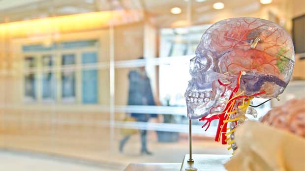 Model of a brain