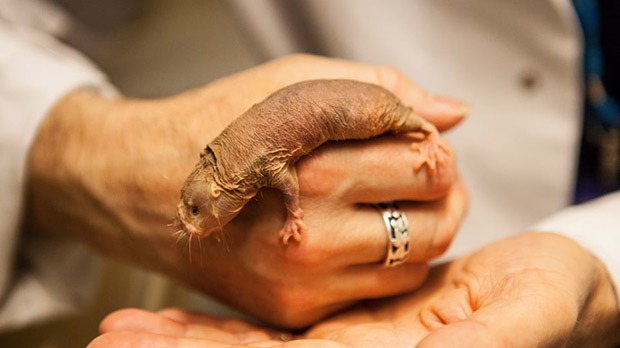 Naked mole rats can survive 18 minutes without oxygen. Here's how they do  it, Science