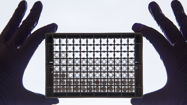 A scientist examining cells in a 96-well plate. These plates allow scientists to look at lots of cells at the same time and directly compare cells that have or have not been treated with a drug