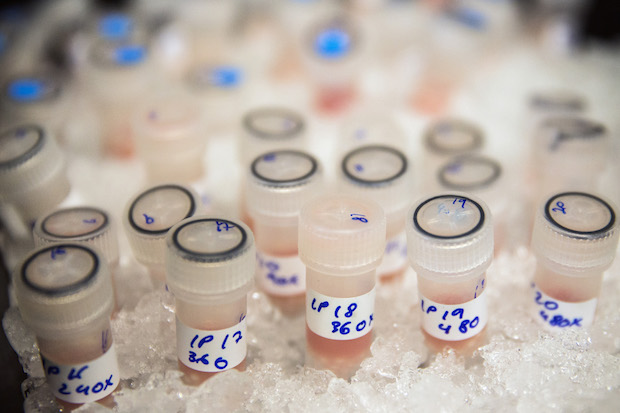 Vials containing biological samples are stored on ice to keep them fresh before being analysed